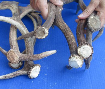 Seven piece 13 to 15 inch Fallow Deer (Dama dama) horn/antler