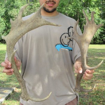 Two piece 19 & 20 inch Fallow Deer (Dama dama) horn/antler 