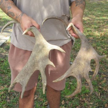 Two piece 19 & 20 inch Fallow Deer (Dama dama) horn/antler 