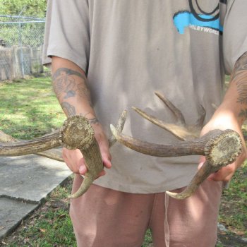 Two piece 19 & 20 inch Fallow Deer (Dama dama) horn/antler 