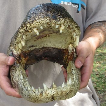 14 inch Alligator Head 