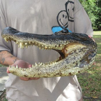 14 inch Alligator Head 
