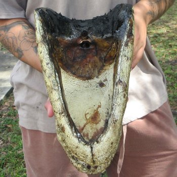 14 inch Alligator Head 