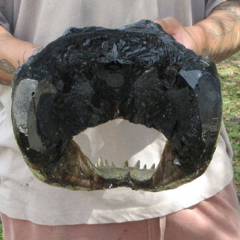 14 inch Alligator Head 