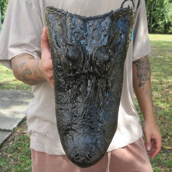 14 inch Alligator Head 