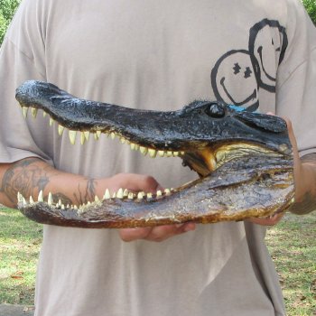 14 inch Alligator Head 