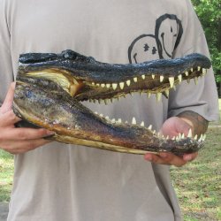 14 inch Alligator Head