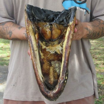 14 inch Alligator Head 