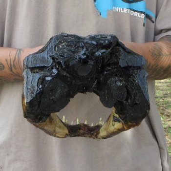 14 inch Alligator Head 