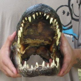 14 inch Alligator Head 
