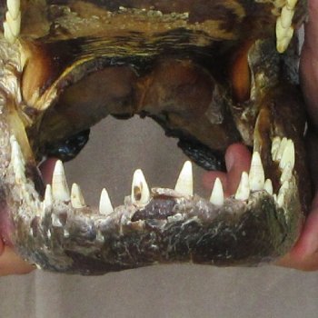 14 inch Alligator Head 