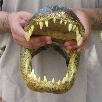 14 inch Alligator Head 