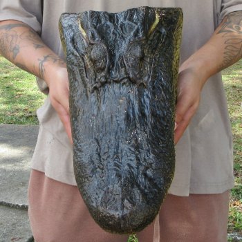 14 inch Alligator Head 