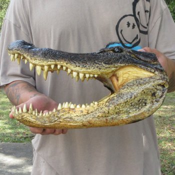14 inch Alligator Head 