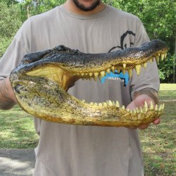 14 inch Alligator Head