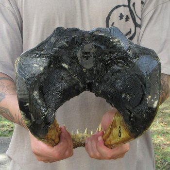 14 inch Alligator Head 