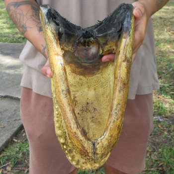 14 inch Alligator Head 