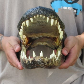 14 inch Alligator Head 