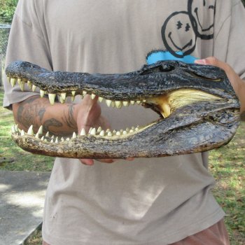 14 inch Alligator Head 