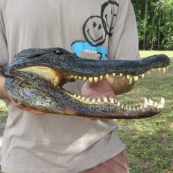 14 inch Alligator Head
