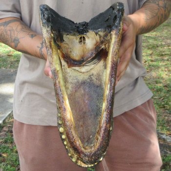 14 inch Alligator Head 