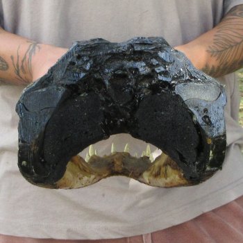 14 inch Alligator Head 