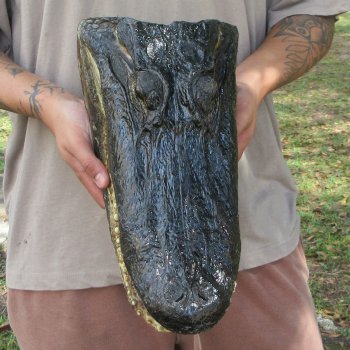 14 inch Alligator Head 