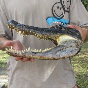 14 inch Alligator Head 