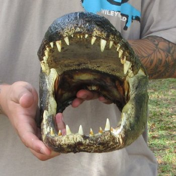 14 inch Alligator Head 