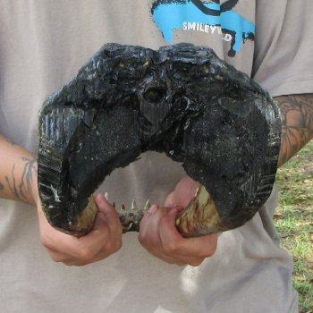 14 inch Alligator Head 