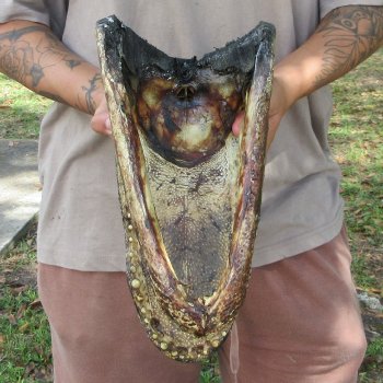 14 inch Alligator Head 