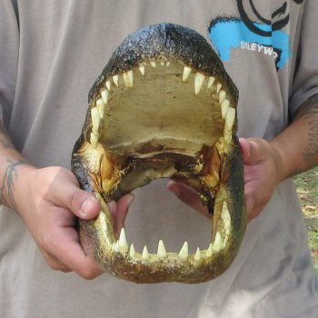 14 inch Alligator Head 