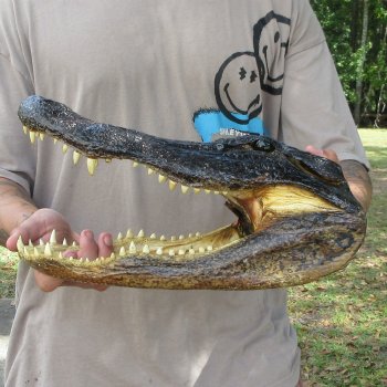 14 inch Alligator Head 