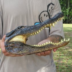 14 inch Alligator Head