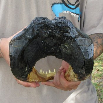 14 inch Alligator Head 