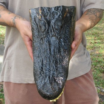 14 inch Alligator Head 