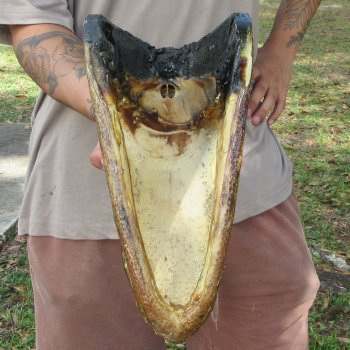 14 inch Alligator Head 