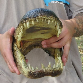 14 inch Alligator Head 