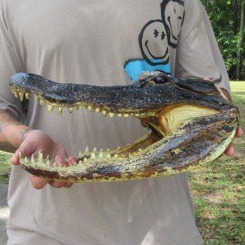 14 inch Alligator Head 