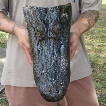 14 inch Alligator Head 