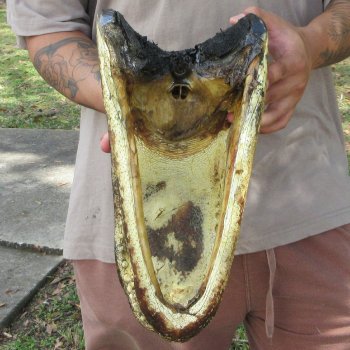 14 inch Alligator Head 