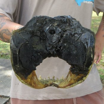14 inch Alligator Head 