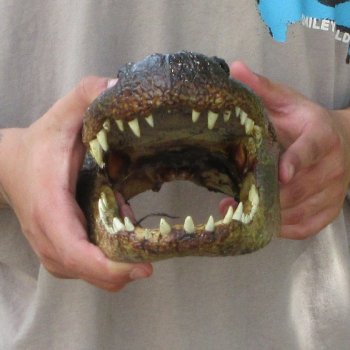 11 inch Alligator Head 