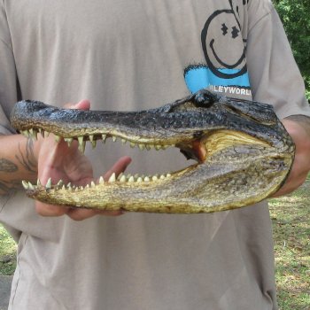 11 inch Alligator Head 