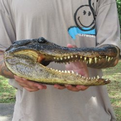 11 inch Alligator Head