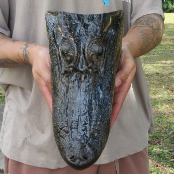 11 inch Alligator Head 