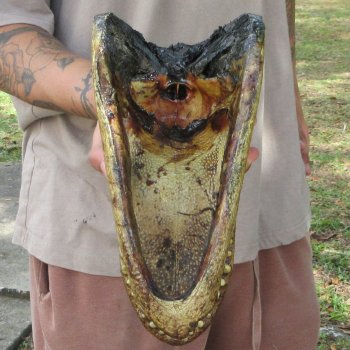 11 inch Alligator Head 