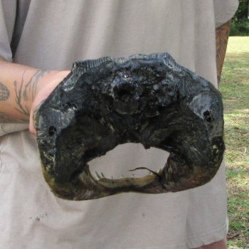 11 inch Alligator Head 