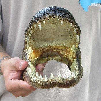 11 inch Alligator Head 