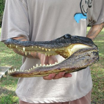 11 inch Alligator Head 